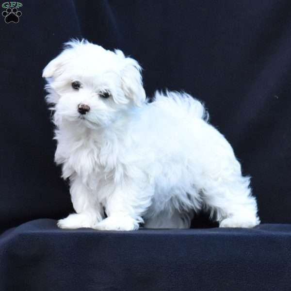 Winston, Maltese Puppy
